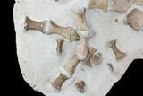 Fossil Plesiosaur Paddle - Goulmima, Morocco #108161-4